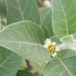 Benefits of Ashwagandha