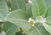 Benefits of Ashwagandha