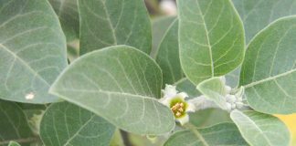 Benefits of Ashwagandha