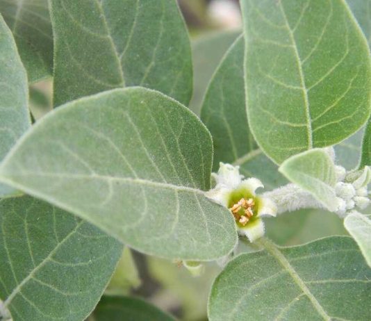 Benefits of Ashwagandha