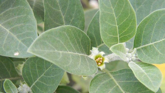 Benefits of Ashwagandha