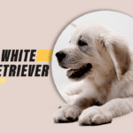 White Retriever