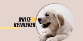 White Retriever