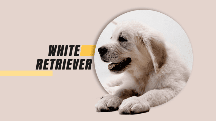 White Retriever