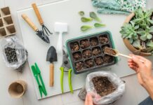 15 Best Indoor Plants for Beginners in 2026 best indoor plants beginners