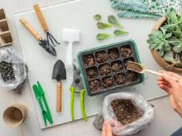 15 Best Indoor Plants for Beginners in 2026 best indoor plants beginners