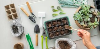 15 Best Indoor Plants for Beginners in 2026 best indoor plants beginners