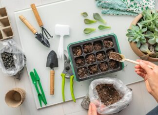 15 Best Indoor Plants for Beginners in 2026 best indoor plants beginners