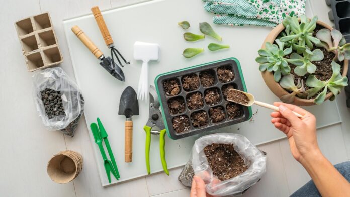 15 Best Indoor Plants for Beginners in 2026 best indoor plants beginners