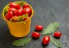 grow tomatoes containers