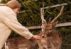 keep deer out garden