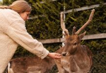 keep deer out garden