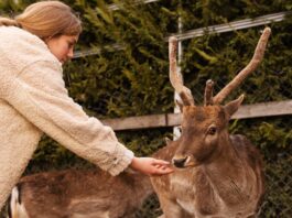 keep deer out garden