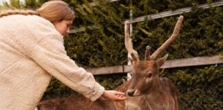 keep deer out garden