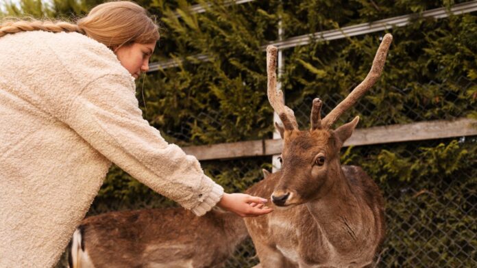 How to Keep Deer Out of Your Garden Naturally keep deer out garden