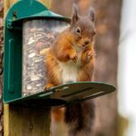 stop squirrels bird feeder