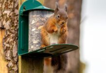 How to Stop Squirrels from Eating Bird Seed in Feeders stop squirrels bird feeder