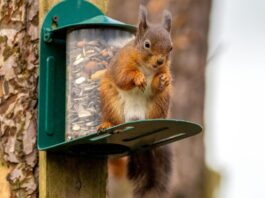 stop squirrels bird feeder