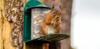 stop squirrels bird feeder