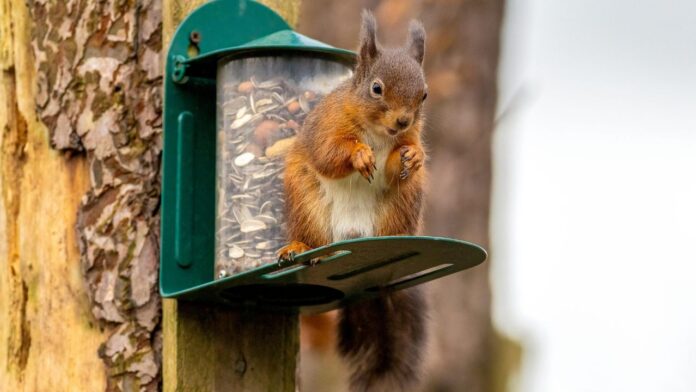 stop squirrels bird feeder