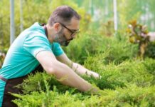 How to Get Rid of Crabgrass Without Killing Your Lawn How to get rid of crabgrass without killing your lawn