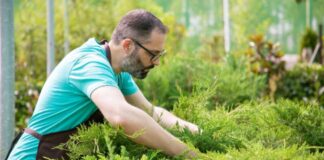 How to get rid of crabgrass without killing your lawn