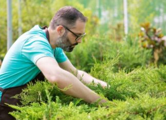 How to Get Rid of Crabgrass Without Killing Your Lawn How to get rid of crabgrass without killing your lawn