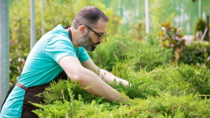 How to get rid of crabgrass without killing your lawn
