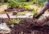 How to Get Rid of Weeds Without Chemicals: 7 Methods get rid weeds no chemicals
