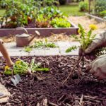 get rid weeds no chemicals