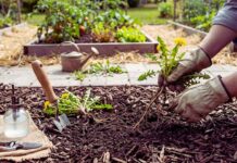 How to Get Rid of Weeds Without Chemicals: 7 Methods get rid weeds no chemicals