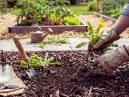 How to Get Rid of Weeds Without Chemicals: 7 Methods get rid weeds no chemicals