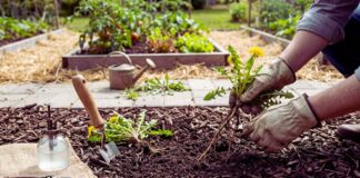 get rid weeds no chemicals