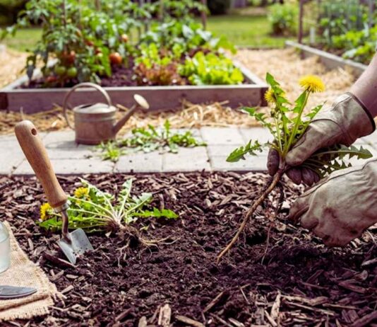 How to Get Rid of Weeds Without Chemicals: 7 Methods get rid weeds no chemicals