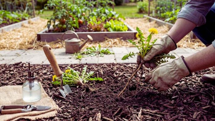 get rid weeds no chemicals