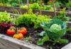 build raised garden bed