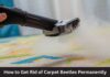 How to Get Rid of Carpet Beetles Permanently