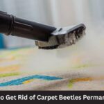 How to Get Rid of Carpet Beetles Permanently