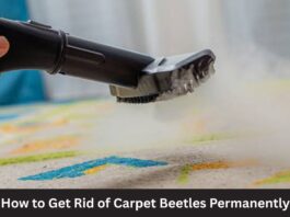 How to Get Rid of Carpet Beetles Permanently