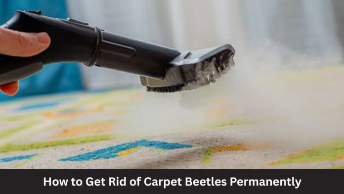 How to Get Rid of Carpet Beetles Permanently